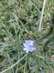 Cichorium intybus