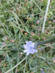 Cichorium intybus