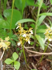 Oreorchis patens