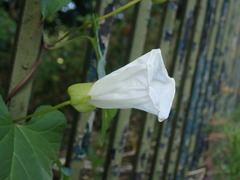 Calystegia × lucana