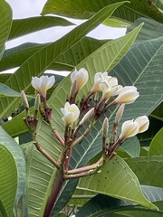 Plumeria