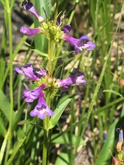 Penstemon cinicola