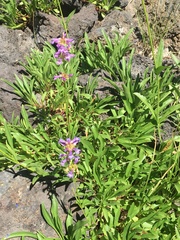 Penstemon cinicola