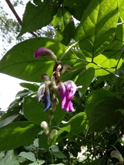 Lonchocarpus sanctuarii