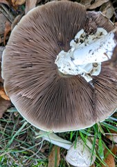 Agaricus abruptibulbus