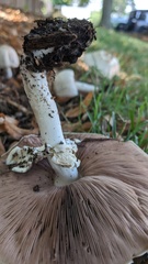 Agaricus abruptibulbus