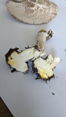 Agaricus abruptibulbus