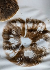 Agaricus abruptibulbus