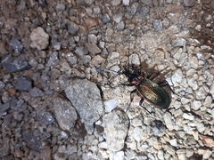 Carabus olympiae