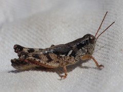 Melanoplus washingtonius