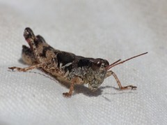 Melanoplus washingtonius