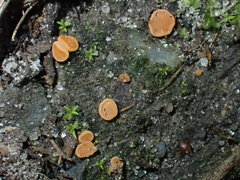 Pulvinula laeterubra