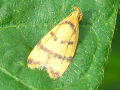 Periacma delegata