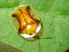 Aspidimorpha transparipennis