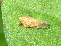 Stenocranus matsumurai