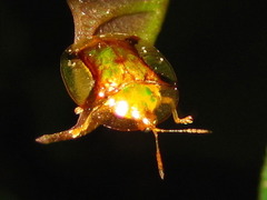 Aspidimorpha transparipennis