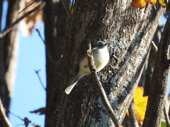 Mecocerculus