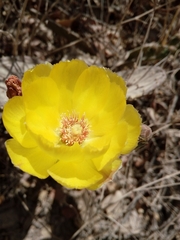 Opuntia decumbens