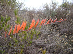 Astroloba rubriflora