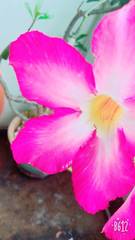 Adenium obesum