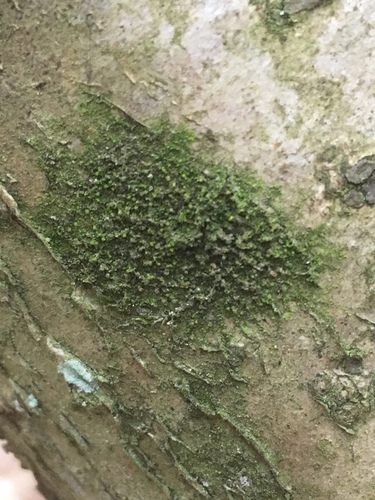 Myriocoleopsis minutissima