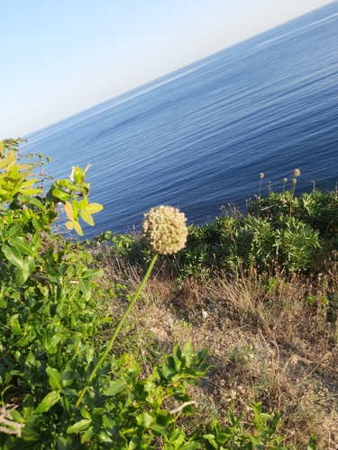 Broadleaf wild leek (Allium atroviolaceum)