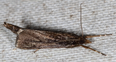 Carectocultus perstrialis