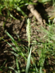 Phleum bertolonii