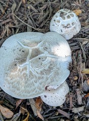 Agaricus abruptibulbus
