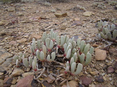 Brianhuntleya intrusa