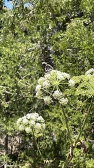 Limenitis weidemeyerii nevadae