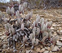 Brianhuntleya intrusa