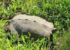 Graptemys pseudogeographica