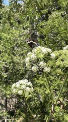 Limenitis weidemeyerii nevadae