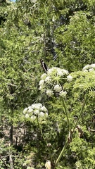 Limenitis weidemeyerii nevadae