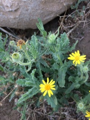 Senecio adenotrichius