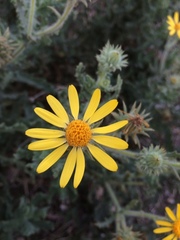 Senecio adenotrichius