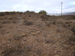 Brianhuntleya intrusa