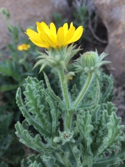 Senecio adenotrichius