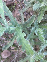 Senecio adenotrichius