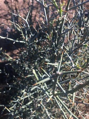 Citrus glauca