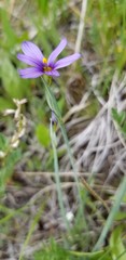 Sisyrinchium idahoense