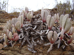 Brianhuntleya intrusa