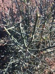 Citrus glauca