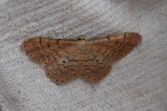 Idaea obsoletaria