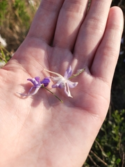 Delphinium consolida paniculatum