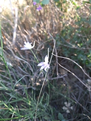 Delphinium consolida paniculatum