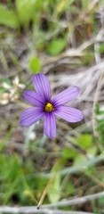 Sisyrinchium idahoense
