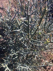 Citrus glauca
