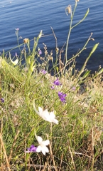 Delphinium consolida paniculatum